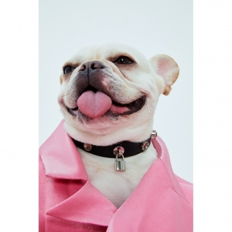 Bling Collar