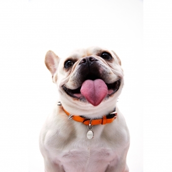 Stud Collar